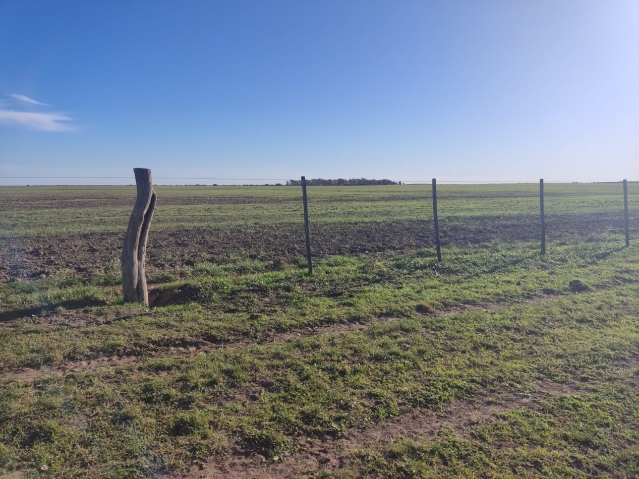 CAMPO EN MEDANOS