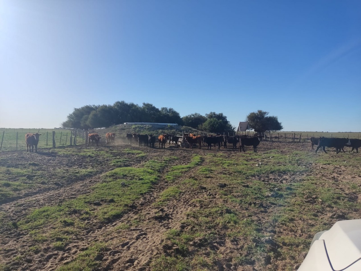 CAMPO EN MEDANOS