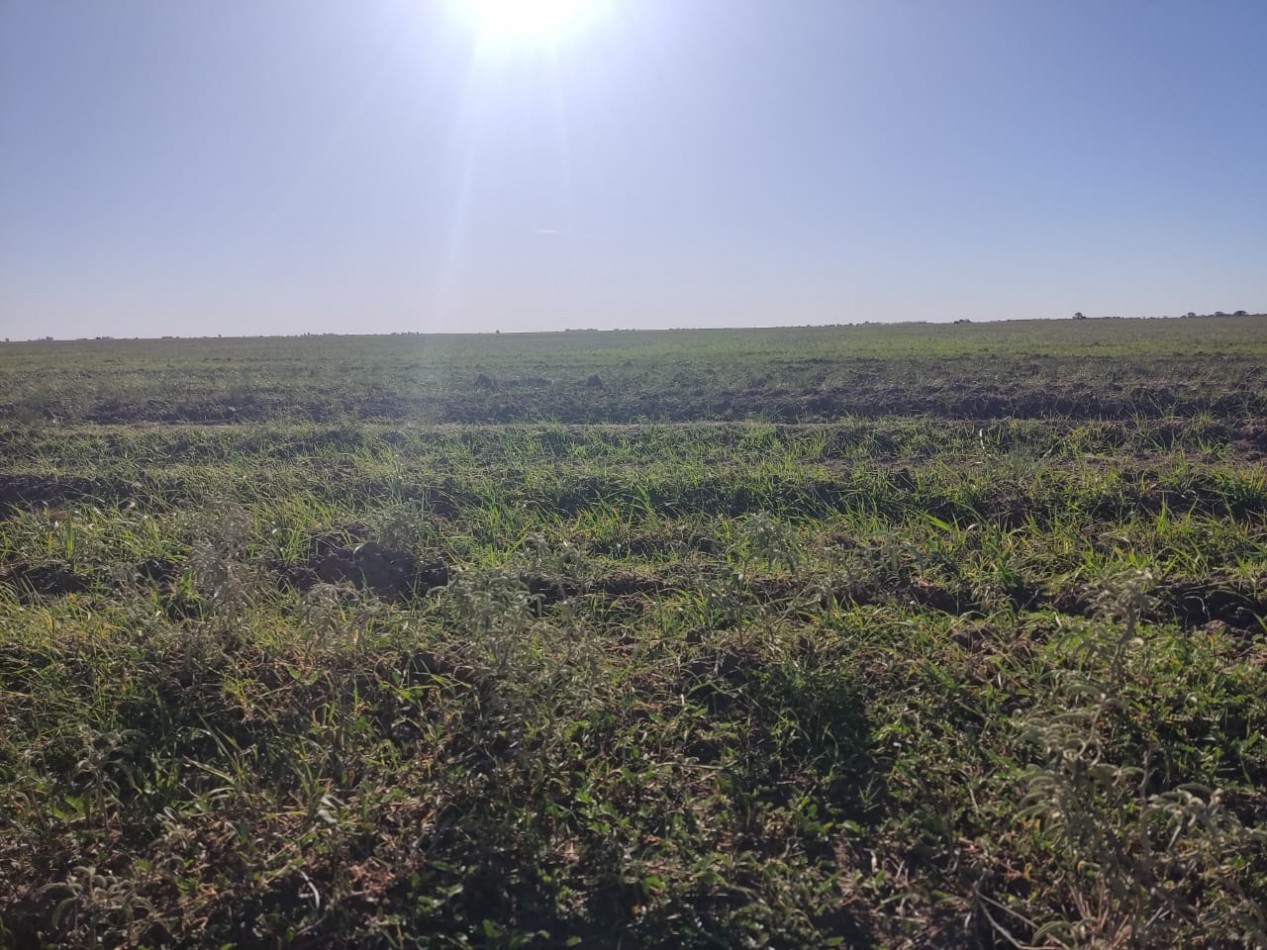 CAMPO EN MEDANOS