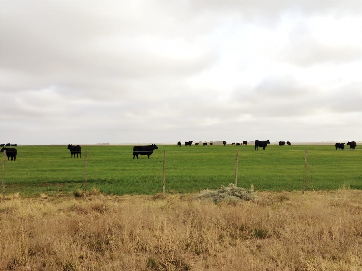 CAMPO EN VENTA CERCA DE LA RUTA EN CORONEL DORREGO